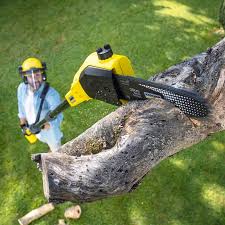 Best Tree Disease Treatment  in Oakland, MD