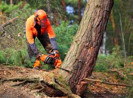 Best Commercial Tree Removal  in Oakland, MD