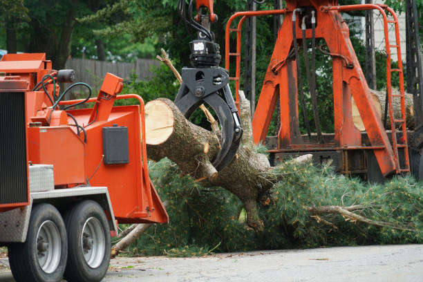 Trusted Oakland, MD  Tree Services Experts