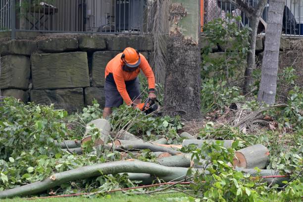 How Our Tree Care Process Works  in  Oakland, MD