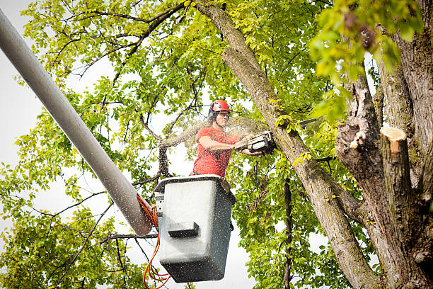 Best Arborist Consultation Services  in Oakland, MD